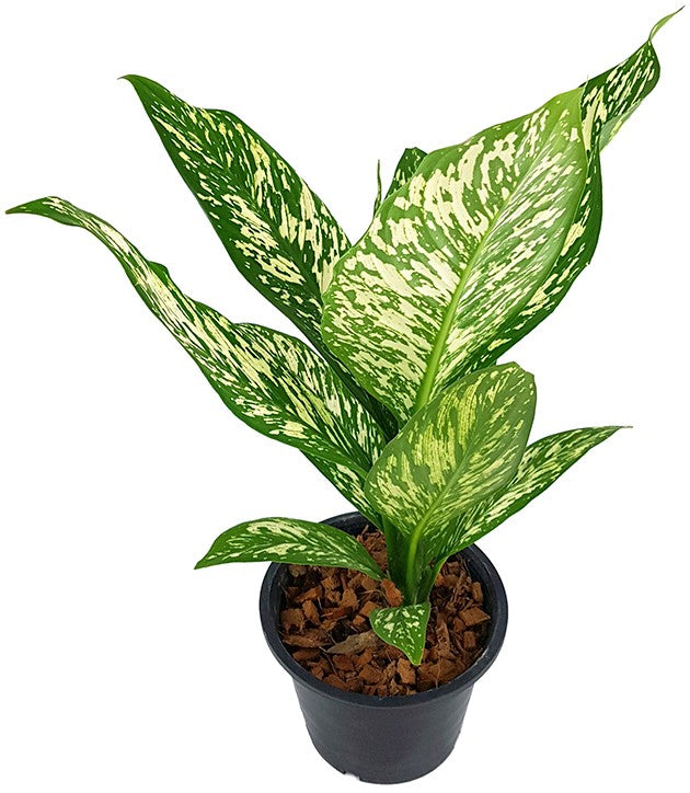 Dieffenbachia maculata "White Etna" - Blattschmuckpflanze
