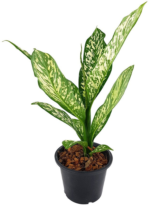 Dieffenbachia maculata "White Etna" - Blattschmuckpflanze