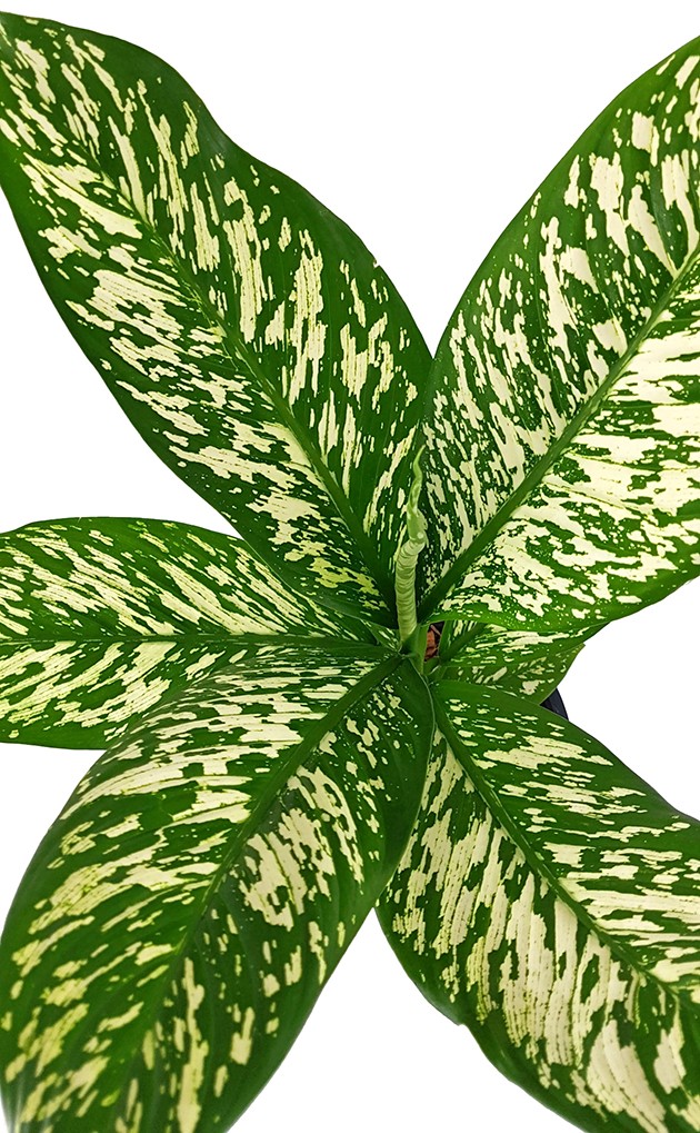 Dieffenbachia maculata "White Etna" - Blattschmuckpflanze