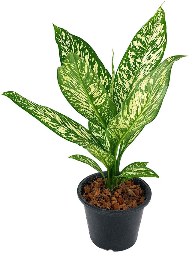 Dieffenbachia maculata "White Etna" - Blattschmuckpflanze