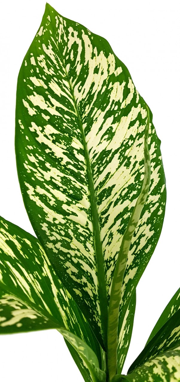 Dieffenbachia maculata "White Etna" - Blattschmuckpflanze