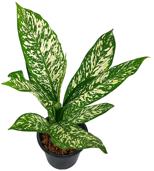 Dieffenbachia maculata "White Etna" - Blattschmuckpflanze