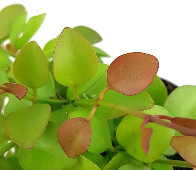 Dischidia imbricata - kletternde Urnenpflanze