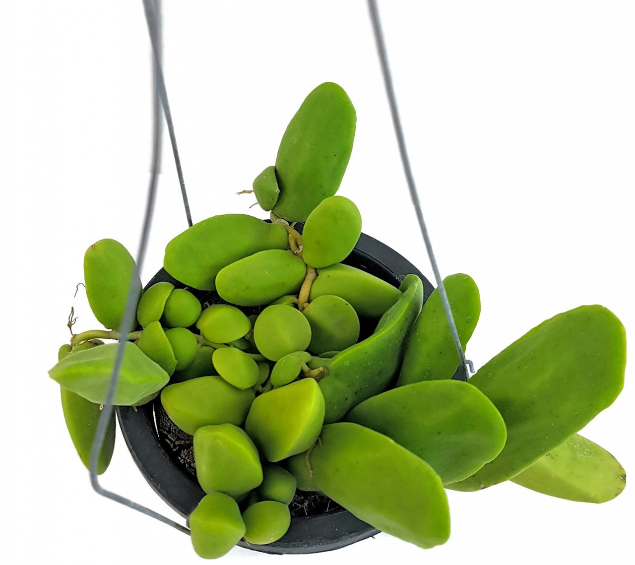 Dischidia "Major" - Urnenpflanze