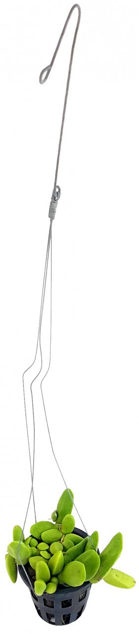 Dischidia "Major" - Urnenpflanze