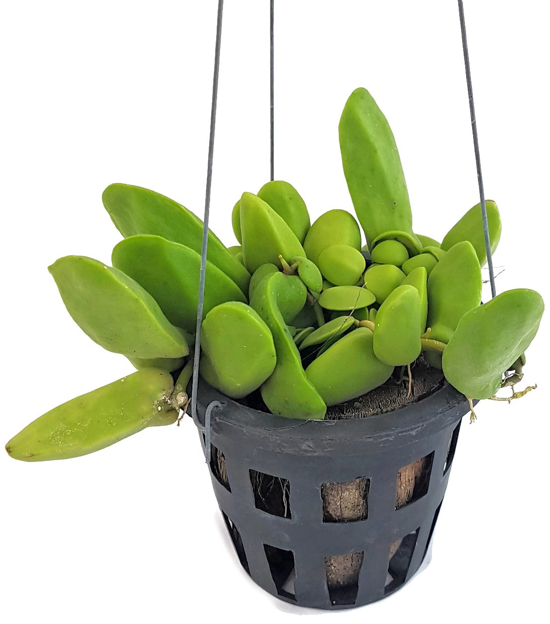 Dischidia "Major" - Urnenpflanze