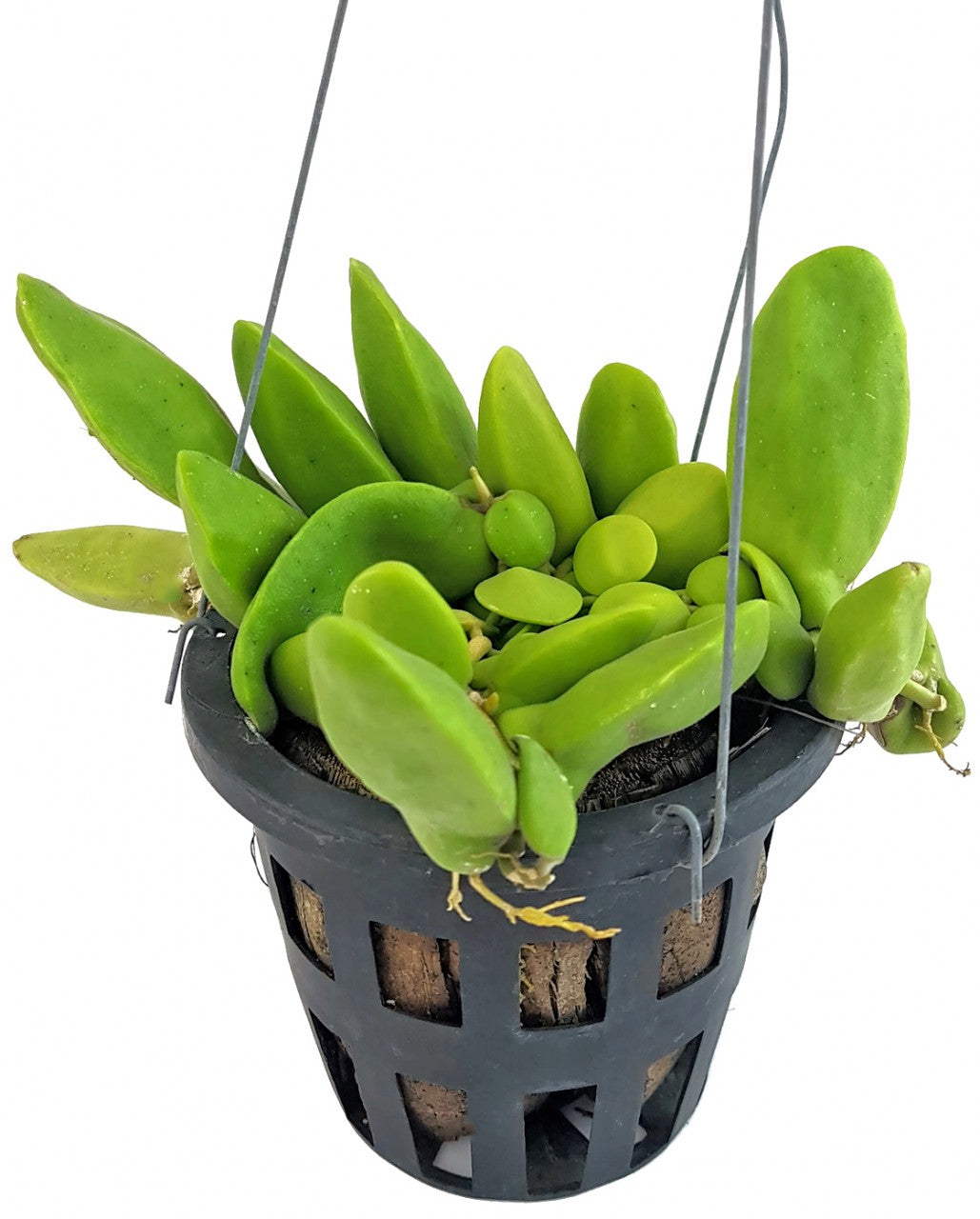 Dischidia "Major" - Urnenpflanze