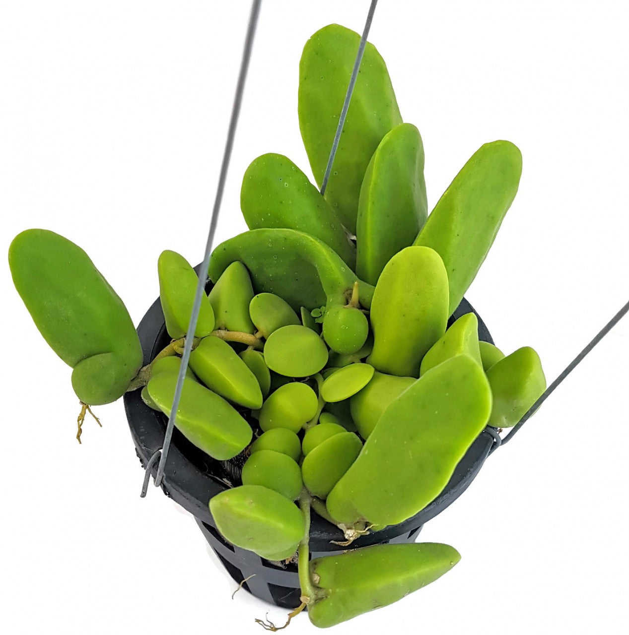 Dischidia "Major" - Urnenpflanze