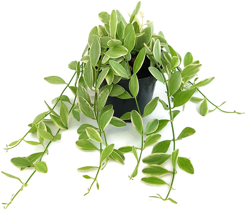 Dischidia Onanthe "White Diamond"