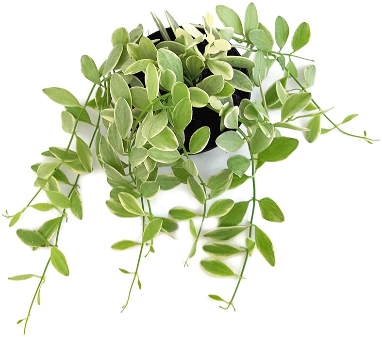 Dischidia Onanthe "White Diamond"