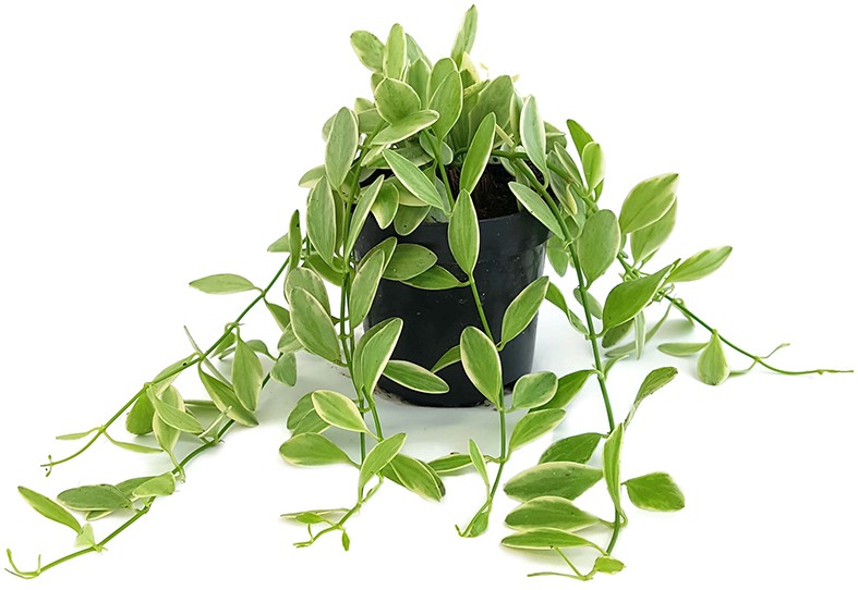 Dischidia Onanthe "White Diamond"