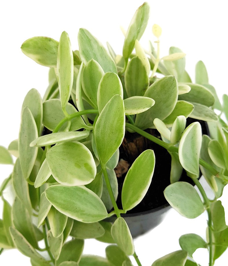 Dischidia Onanthe "White Diamond"