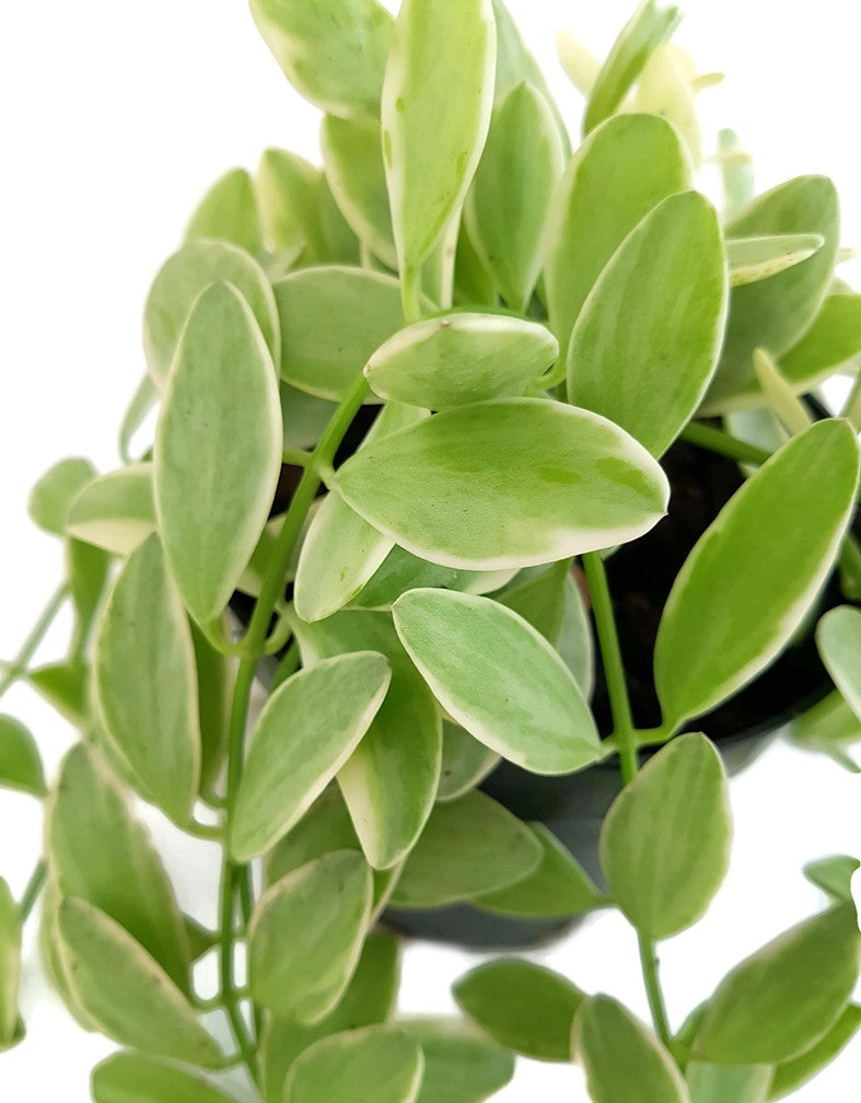 Dischidia Onanthe "White Diamond"