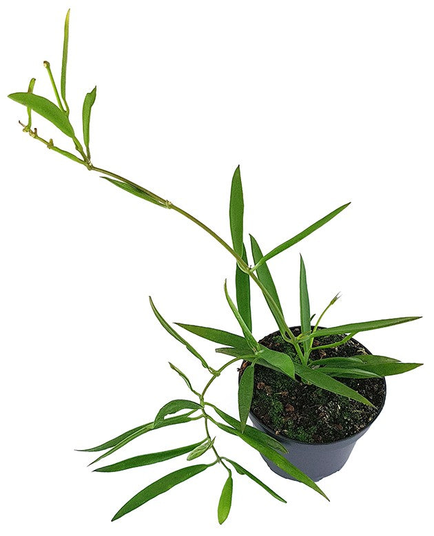 Dischidiopsis parasitica - exotische Rankpflanze