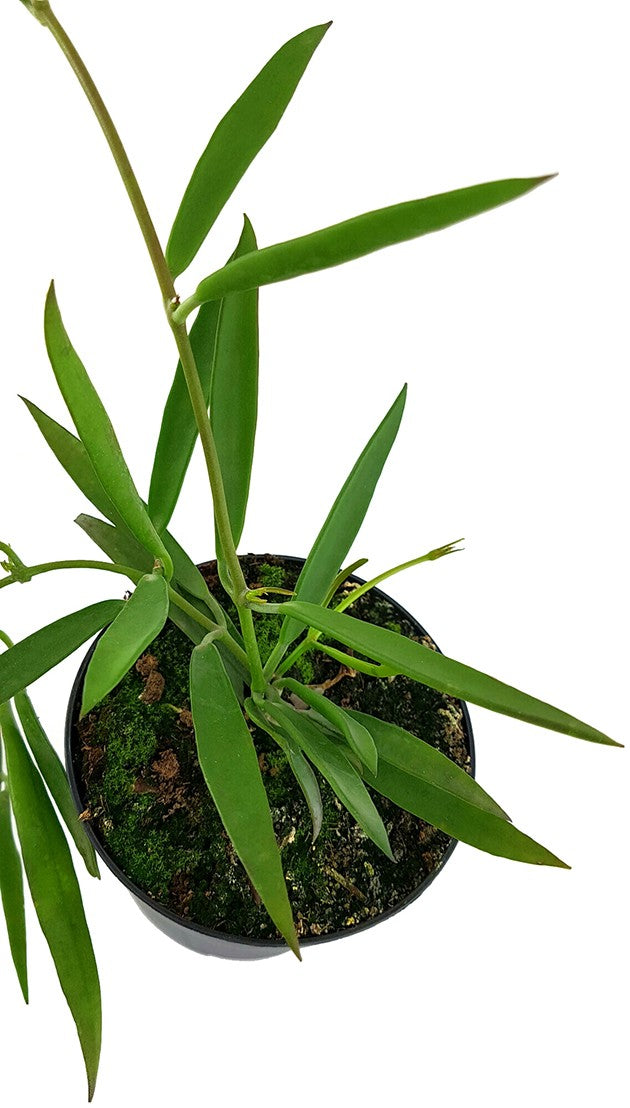 Dischidiopsis parasitica - exotische Rankpflanze