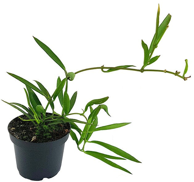 Dischidiopsis parasitica - exotische Rankpflanze