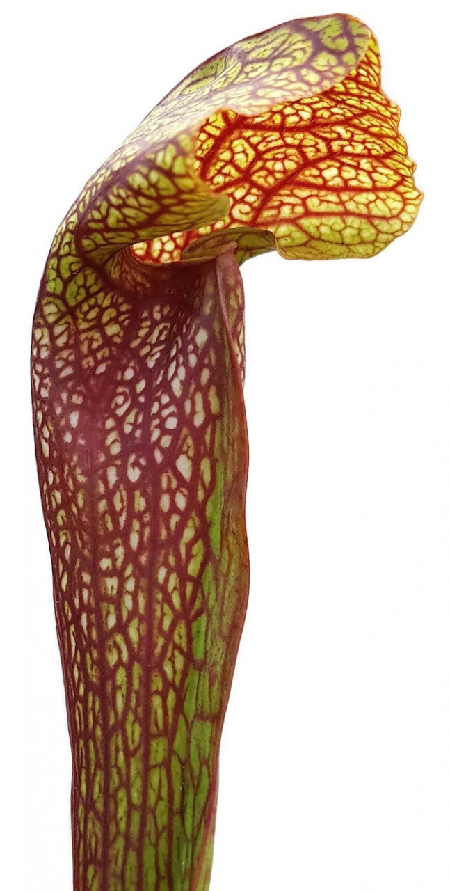 Sarracenia cv. "Dixie Lace"