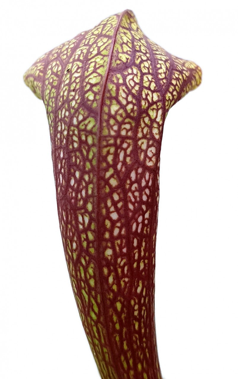 Sarracenia cv. "Dixie Lace"