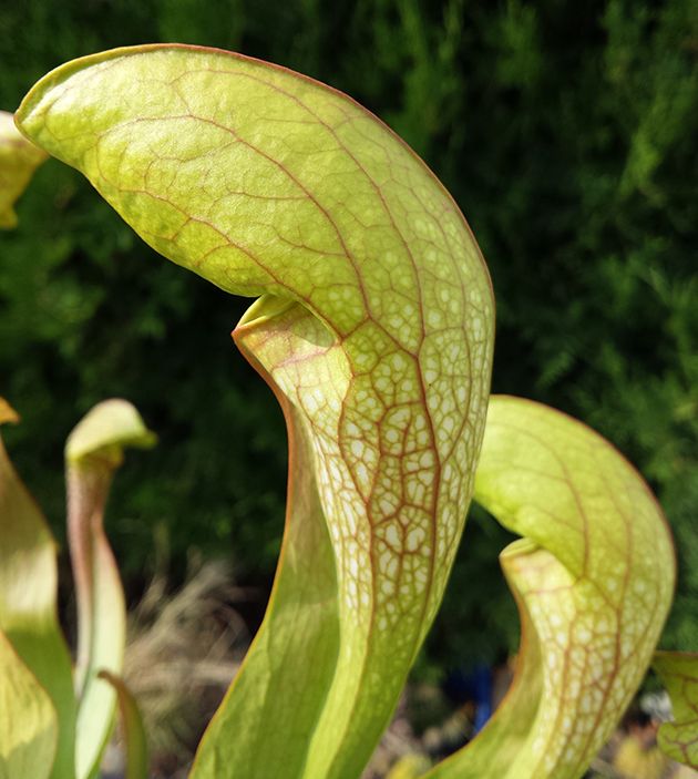 Sarracenia cv. "Doodle Bug" MK H 106