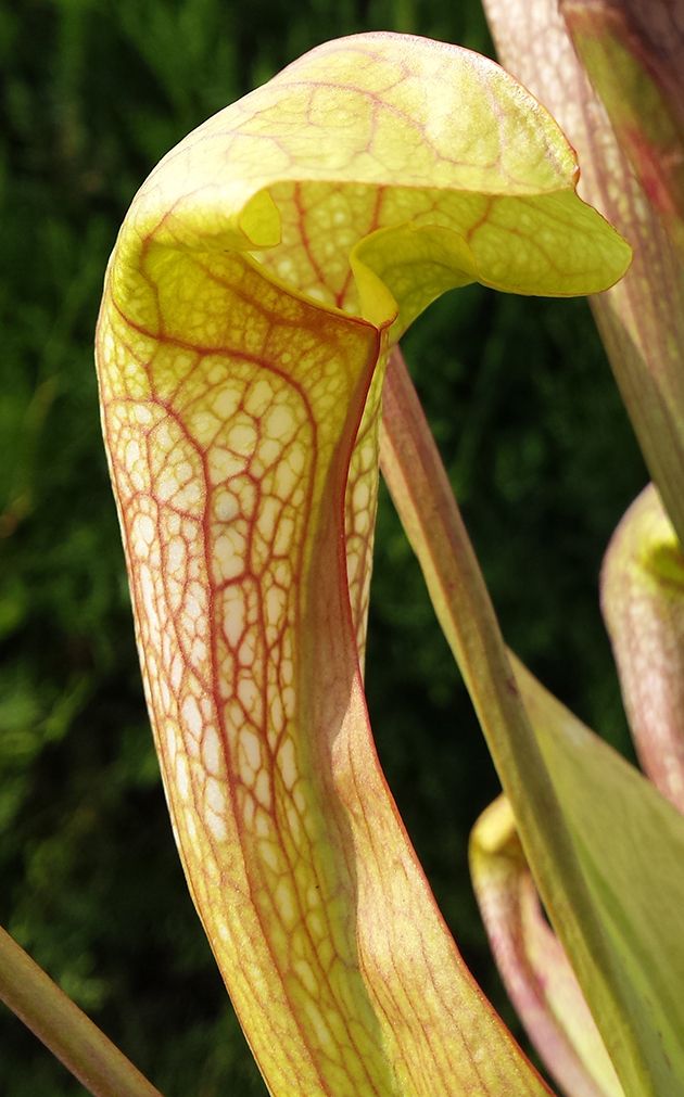 Sarracenia cv. "Doodle Bug" MK H 106