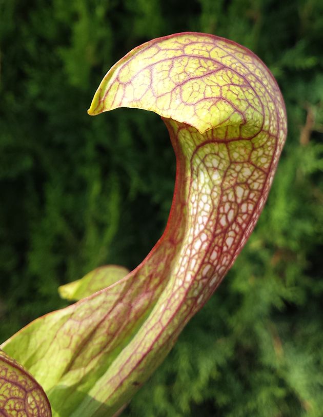 Sarracenia cv. "Doodle Bug" MK H 106