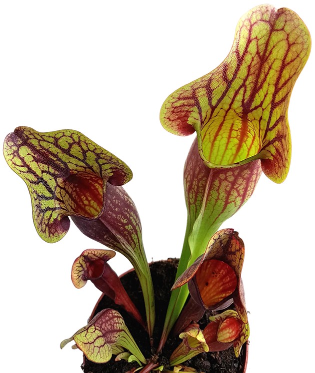 Sarracenia X "Dracula"