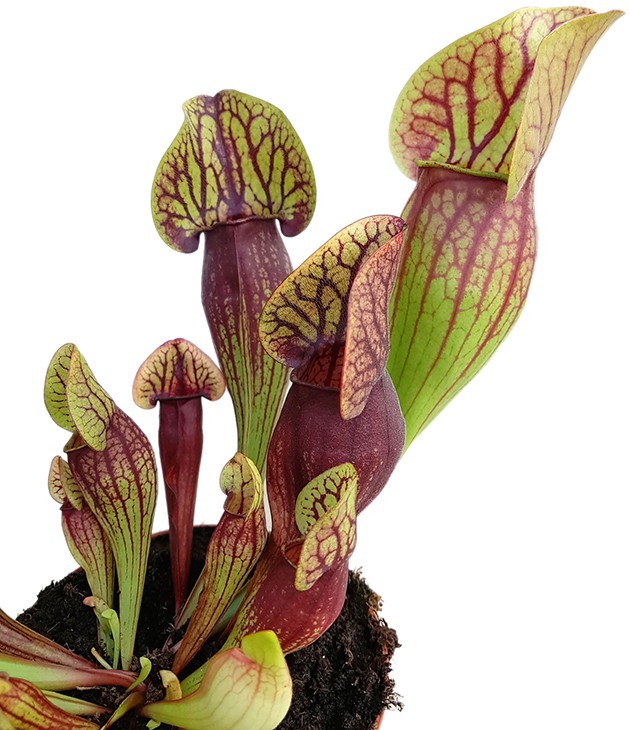 Sarracenia X "Dracula"