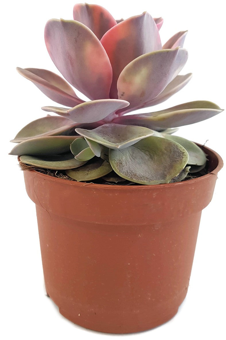 Echeveria "Rainbow" - Sukkulente