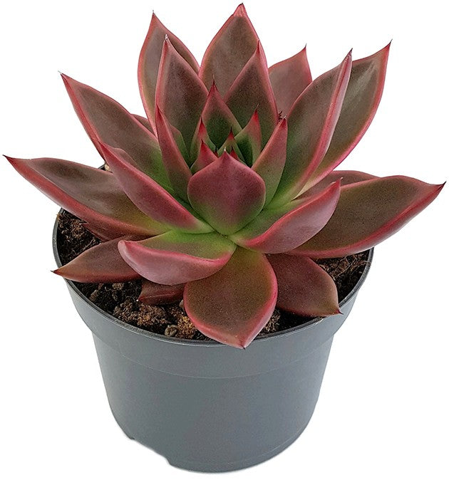 Echeveria agavoides "Antares" - majestätisches Dickblatt