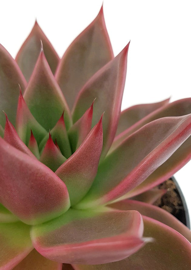Echeveria agavoides "Antares" - majestätisches Dickblatt