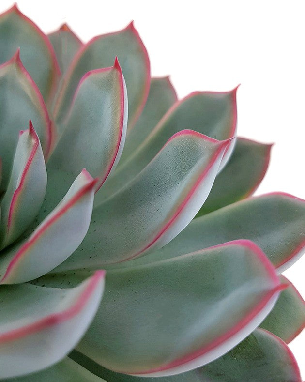 Echeveria "Hercules" - Dickblatt