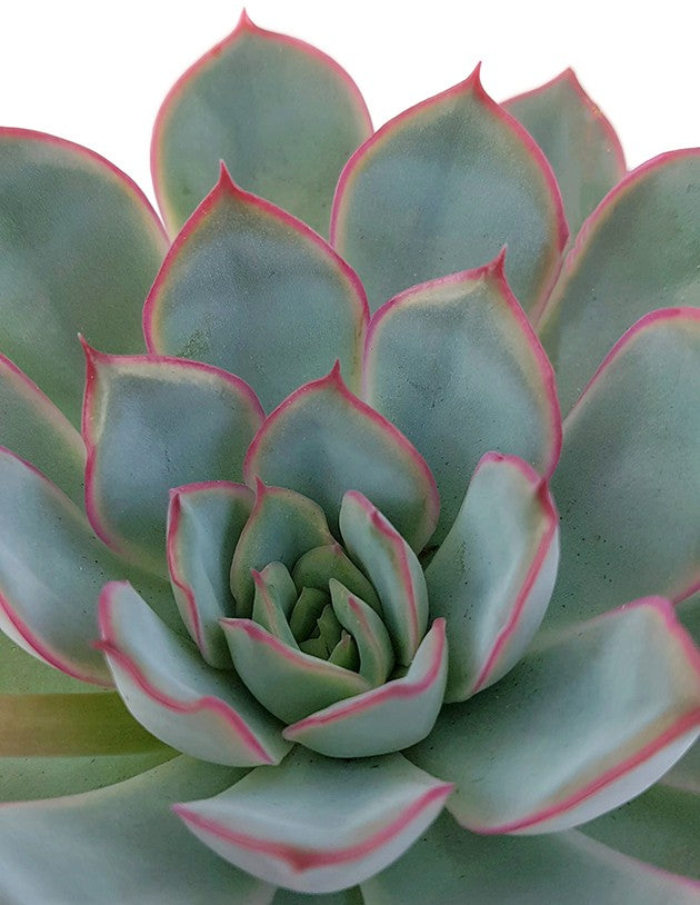 Echeveria "Hercules" - Dickblatt