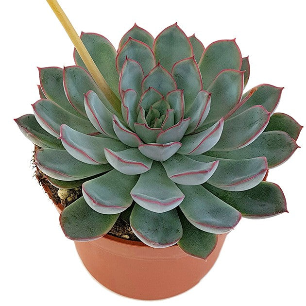 Echeveria "Hercules" - Dickblatt