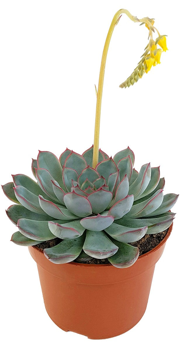Echeveria "Hercules" - Dickblatt