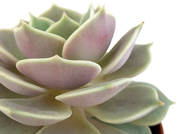 Echeveria "Lola" - pastellfarbenes Dickblatt
