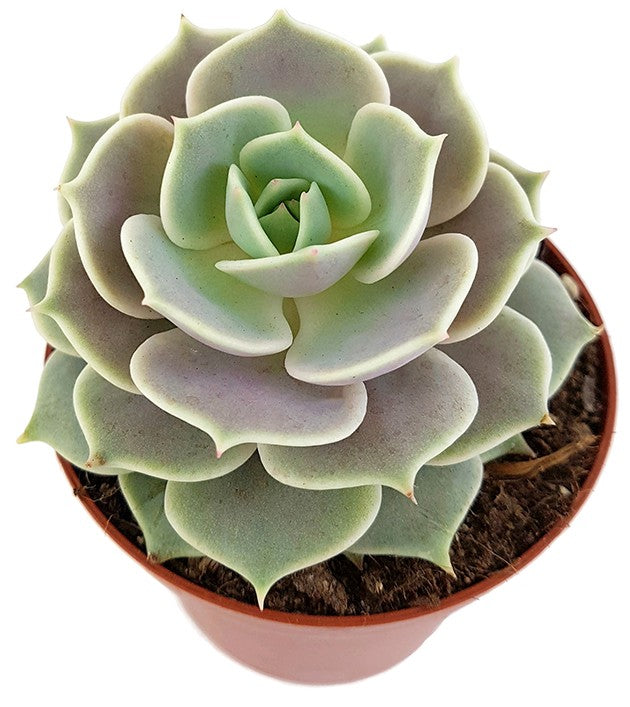 Echeveria "Lola" - pastellfarbenes Dickblatt