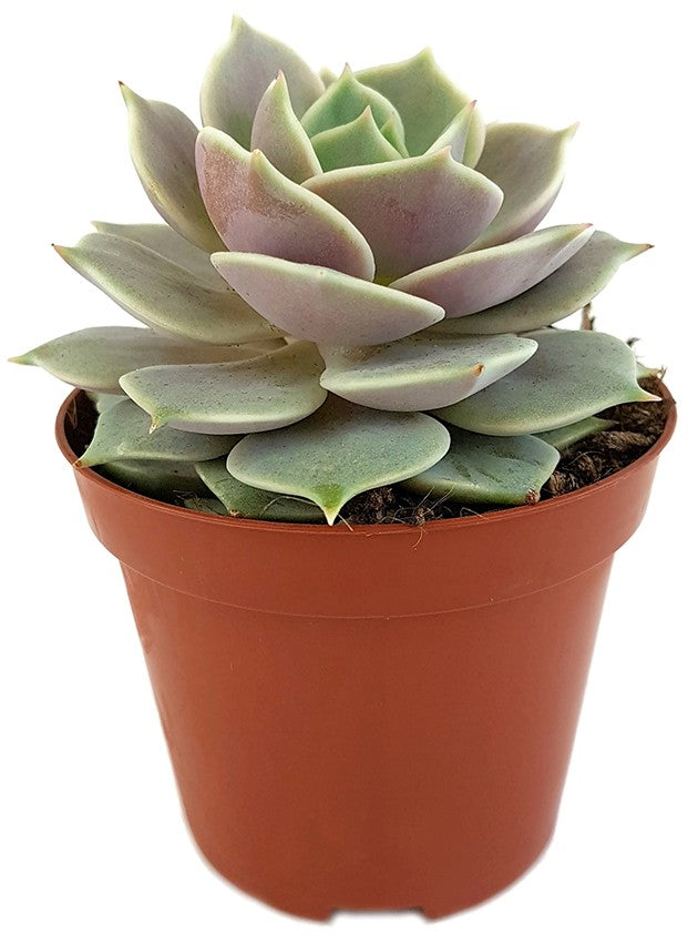 Echeveria "Lola" - pastellfarbenes Dickblatt