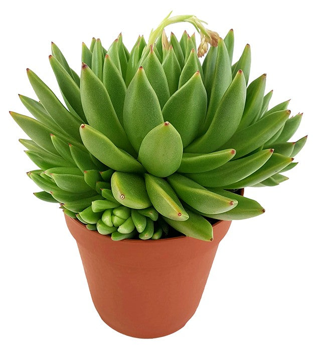 Echeveria agavoides "Miranda" - Dickblatt