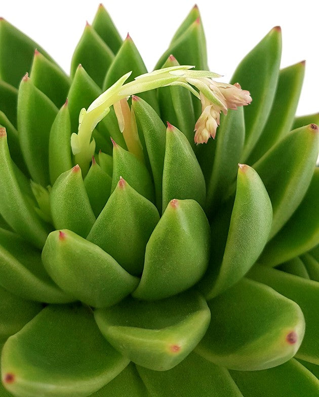 Echeveria agavoides "Miranda" - Dickblatt