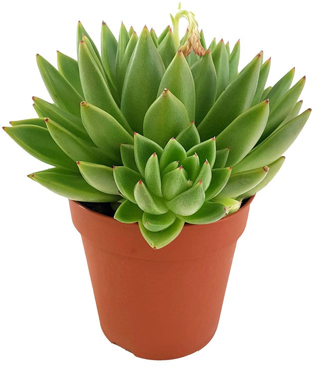 Echeveria agavoides "Miranda" - Dickblatt