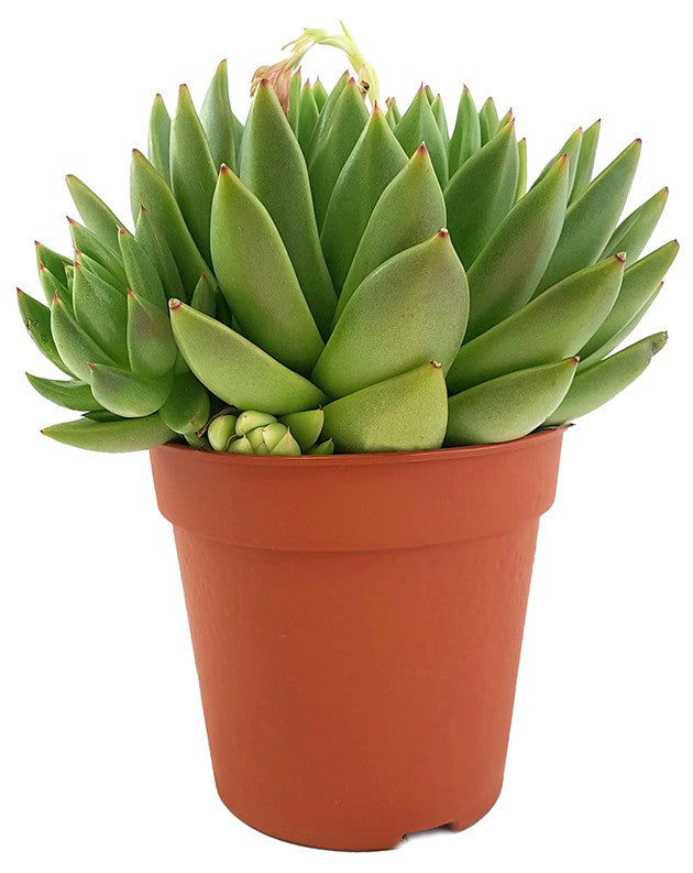 Echeveria agavoides "Miranda" - Dickblatt