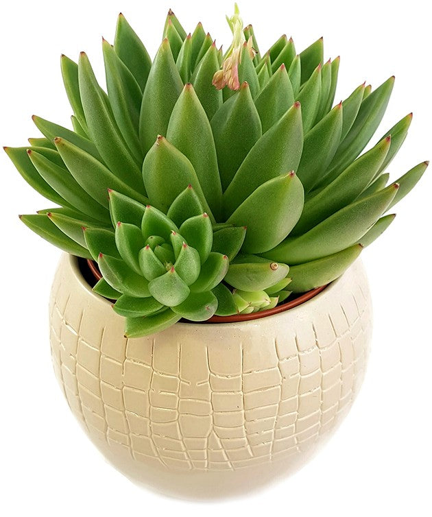 Echeveria agavoides "Miranda" - Dickblatt