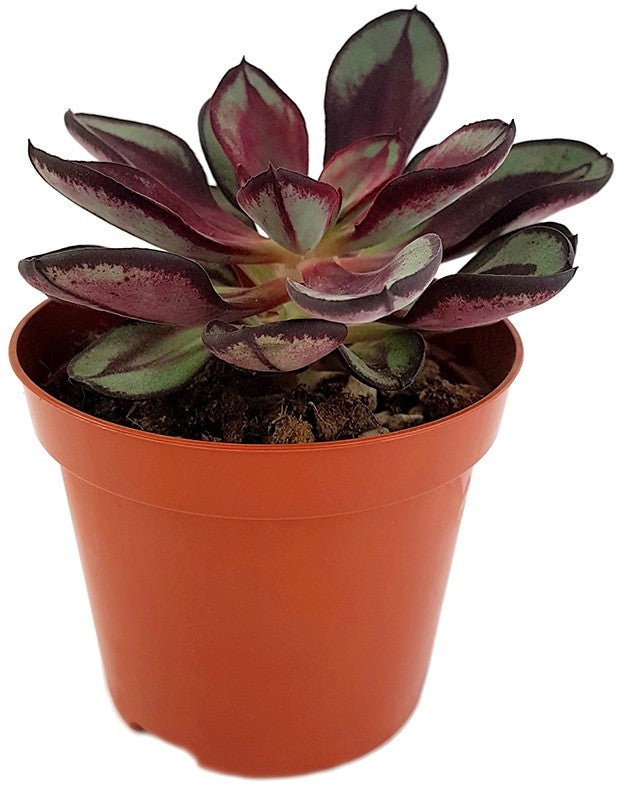 Echeveria nodulosa - Dickblatt
