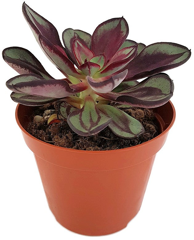 Echeveria nodulosa - Dickblatt