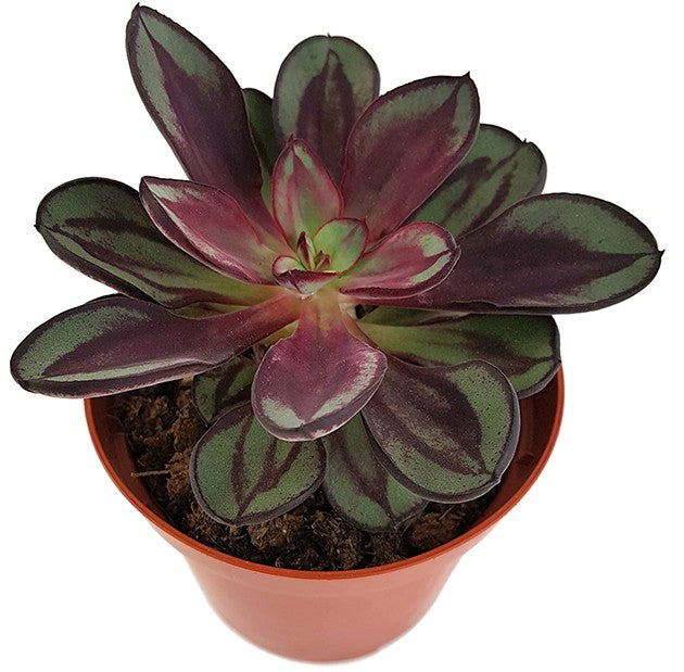 Echeveria nodulosa - Dickblatt