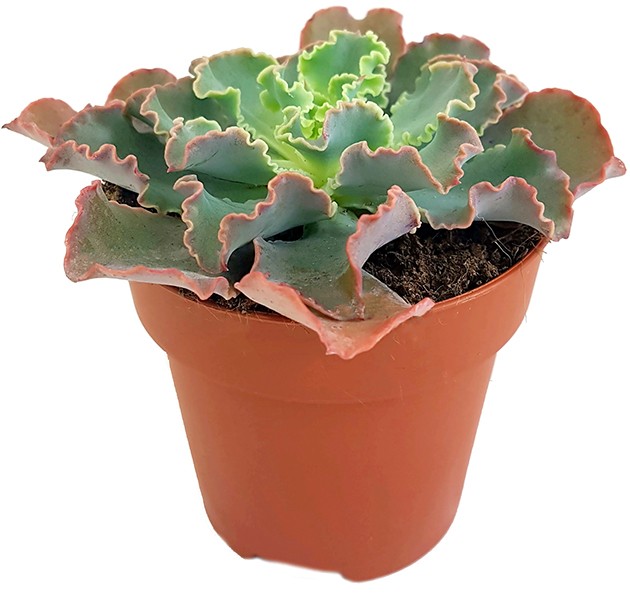 Echeveria shaviana Hybride - Blumenkohlsukkulente