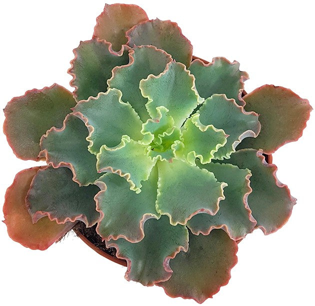 Echeveria shaviana Hybride - Blumenkohlsukkulente