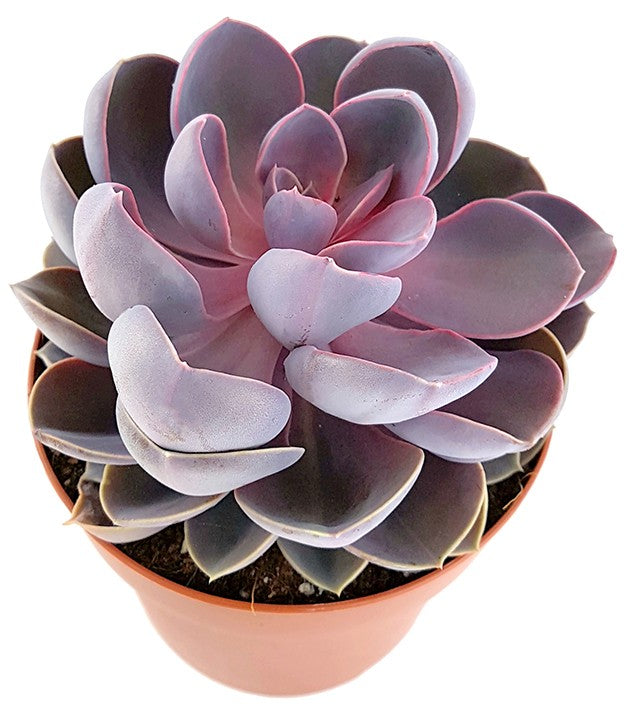Echeveria "spoon pearl" - violettes Dickblatt
