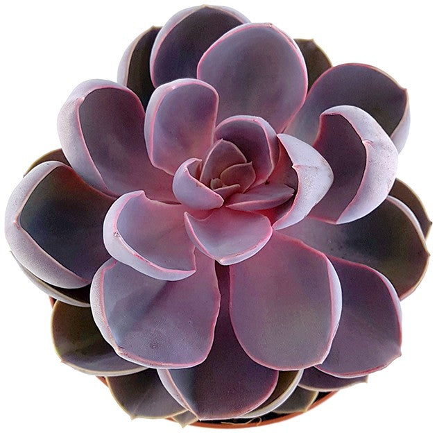 Echeveria "spoon pearl" - violettes Dickblatt