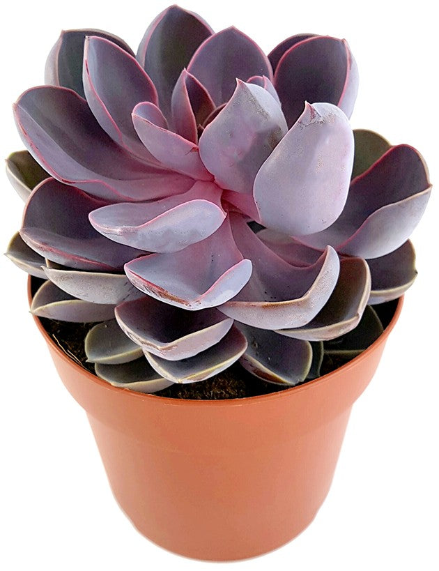 Echeveria "spoon pearl" - violettes Dickblatt